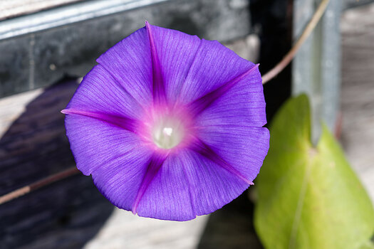 DSC_0022_DxO_Forum.jpg