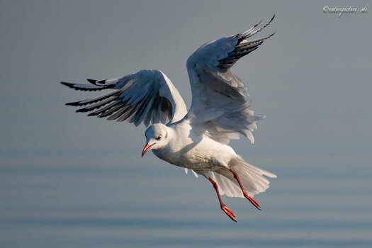 NZ8_0729-3616-1.jpg