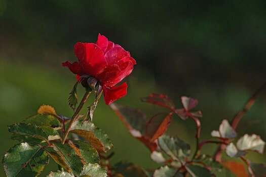 compIMGP8445-1.jpg
