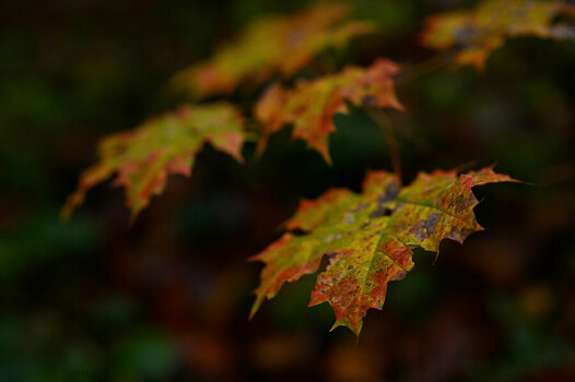 HSC_7396_01.JPG