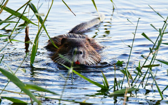 Nutria -1.jpg