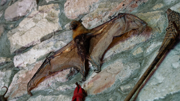 Chillingham-Castle_bat_2024_DxO.jpg