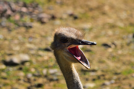 DSC_0083.JPG