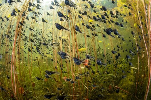 k_© Shane Gross, Wildlife Photographer of the Year.jpg