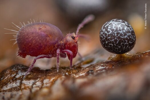 k_© Alexis Tinker-Tsavalas, Wildlife Photographer of the Year.jpg