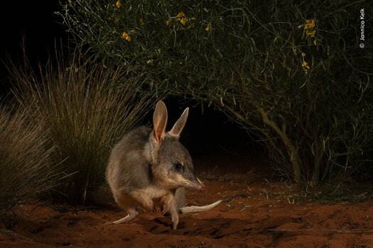 k_© Jannico Kelk, Wildlife Photographer of the Year.jpg