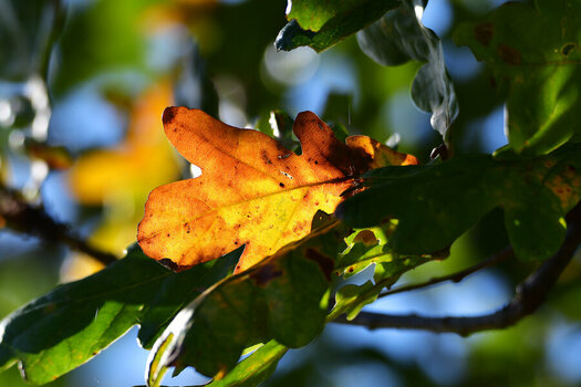 DSC_5871.jpg