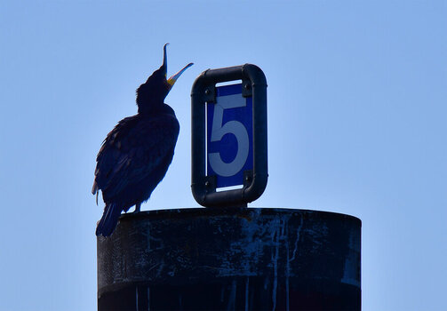 Kormoran 1.jpg