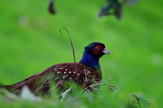 DSC_6225.jpg
