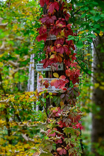 Herbst 2024 (5 von 9)-Bearbeitet.jpg