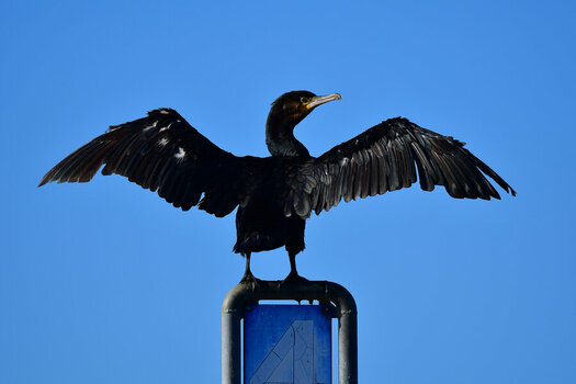 DSC_5817.jpg