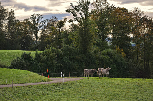 DSC_4983.f.jpg