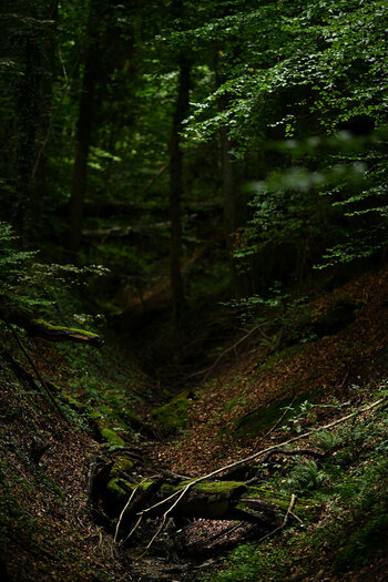 ZGF_6176_01.JPG