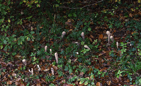 DSC_2022.f.jpg