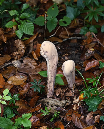 DSC_2021.f.jpg