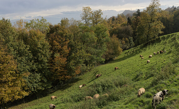 DSC_2061.f.jpg