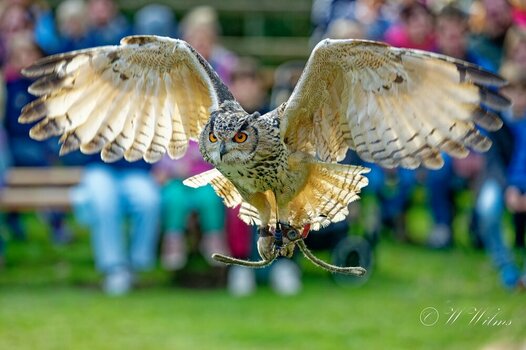 DSC_6866_DxO - Kopie.jpg