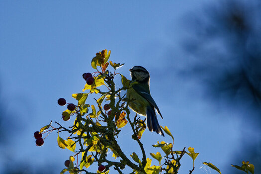 DSC_3537_DxO.jpg