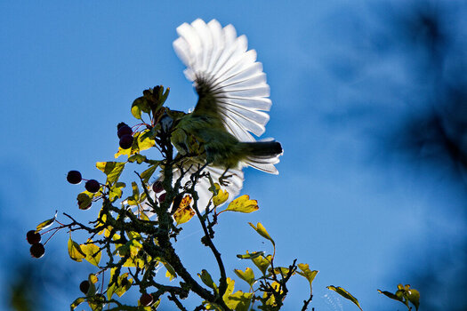 DSC_3540_DxO.jpg