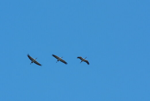 DSC_8548-001.jpg
