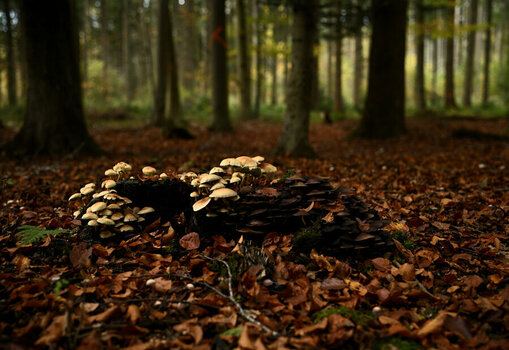ZGF_7547_01.JPG