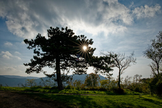 DSC_0262DxOa.jpg