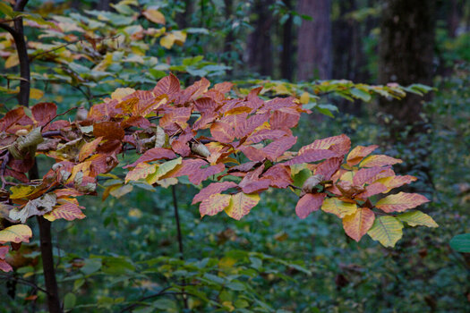 DSC_0269DxOa.jpg