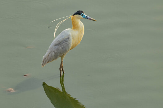 2024-09-11 16 Capped Heron.jpg