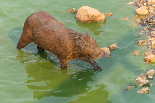2024-09-11 17 Capybara.jpg