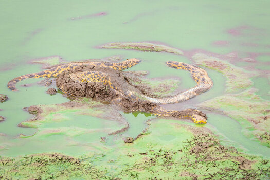 2024-09-15 050 Yellow Anaconda.jpg