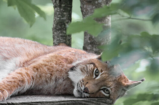 luchs.jpg