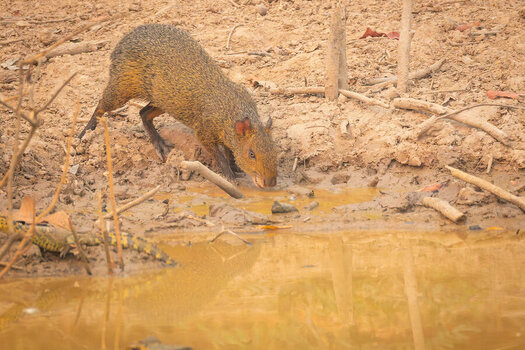 2024-09-12 063 Agouti.jpg