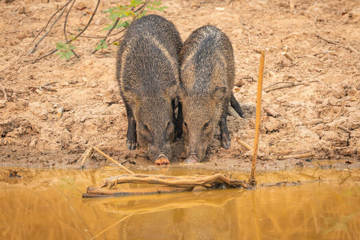 2024-09-12 077 Peccaries.jpg
