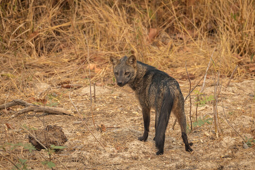2024-09-12 85 Maikong.jpg