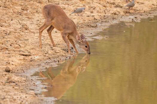 2024-09-12 119 Deer.jpg