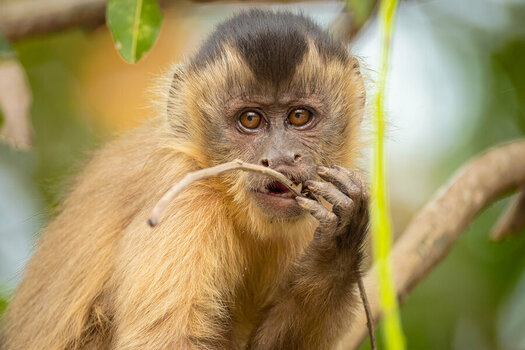 2024-09-11 30 Capuchin Monkey.jpg