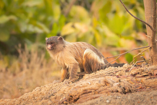 2024-09-13 046 Marmoset.jpg