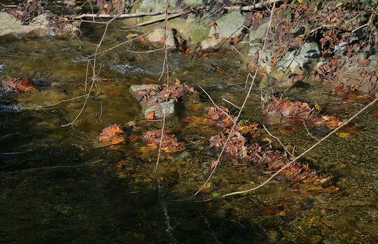 DSC_5257.2.f.jpg