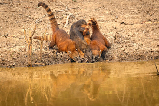 2024-09-12 69 Coatis.jpg