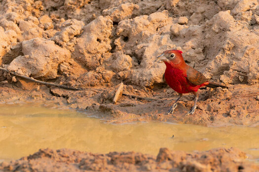 2024-09-11 26 Red Pileated Finch.jpg
