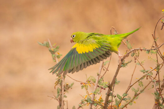 2024-09-12 036 Yellow-chevroned Parakeet in Flight.jpg