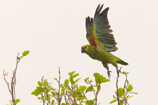 2024-09-12 021 Blue-fronted Amazon in Flight.jpg