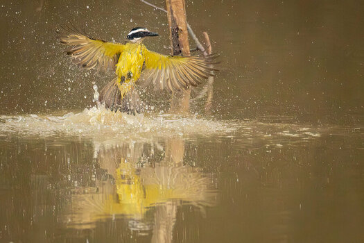 2024-09-12 115 Great Kiskadee in Flight.jpg
