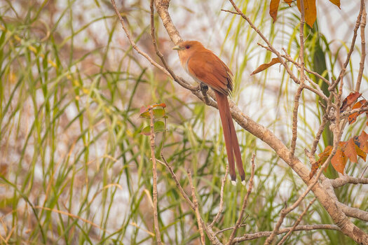 2024-09-13 018 Squirrel Cuckoo.jpg