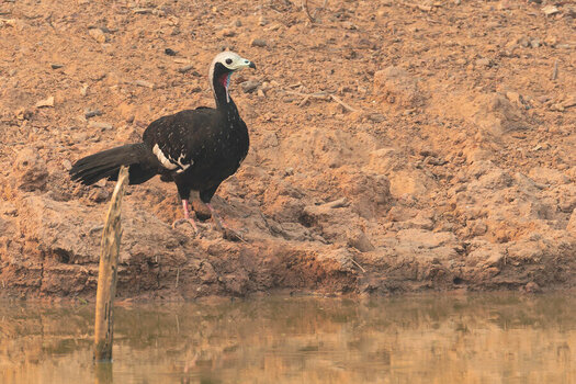 2024-09-13 054 Red-throated Piping Guan.jpg