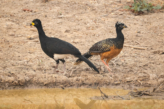 2024-09-13 011 Bare-faced Curassows.jpg