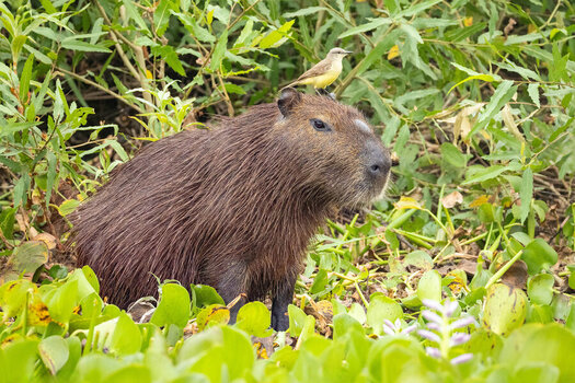 2024-09-15 005 Capybara and Great Kiskadee.jpg