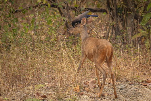 2024-09-12 88 Purplish Jay and Deer.jpg