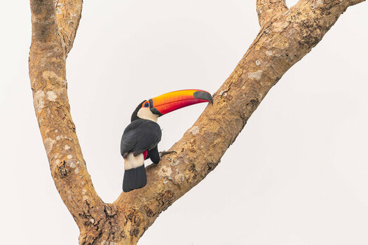 2024-09-12 025 Toco Toucan.jpg