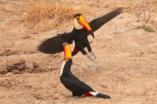 2024-09-13 045 Toco Toucans.jpg
